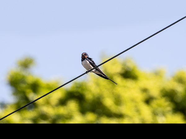 Hirundo rustica, Swallow