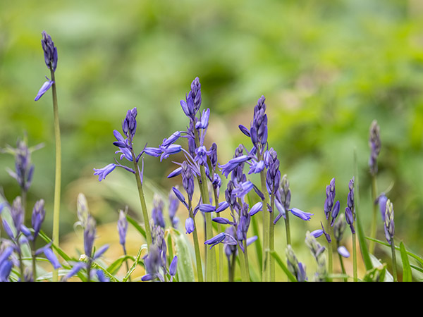 Hyacinthoides non-scripta, Bluebell