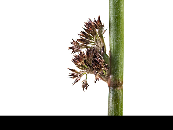 Juncus effusus, Soft Rush
