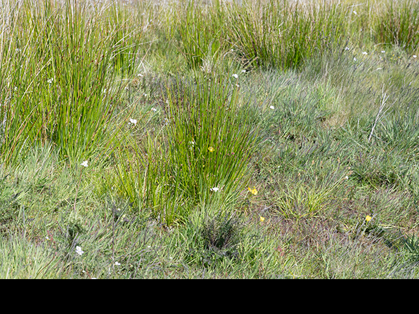 Juncus effusus, Soft Rush