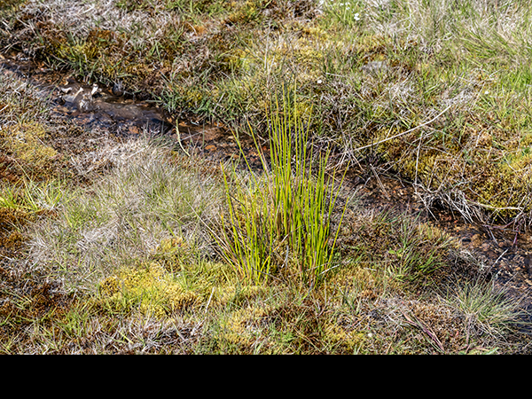 Juncus effusus, Soft Rush