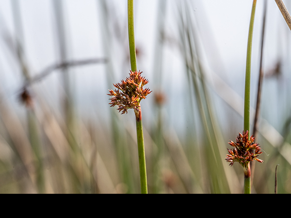 Juncus effusus, Soft Rush