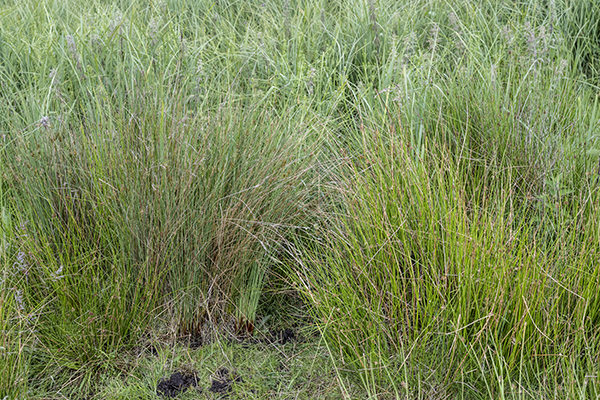 Juncus effusus, Soft Rush