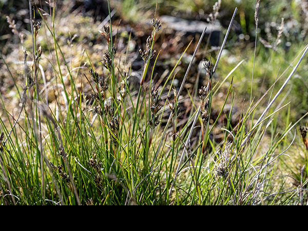 Juncus squarrosus, Heath Rush