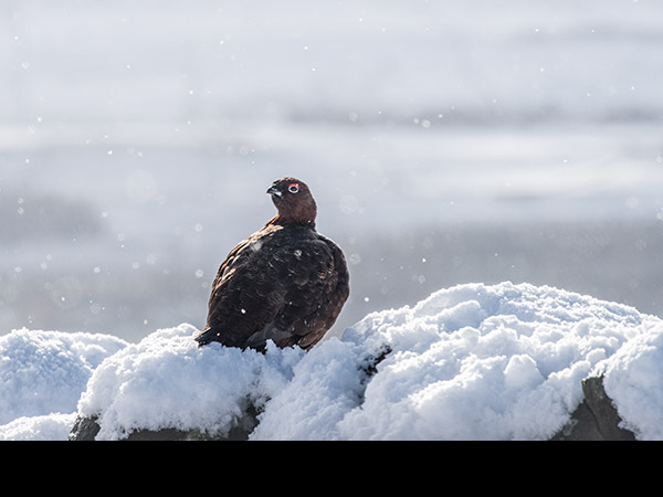 Lagopus lagopus, Red Grouse