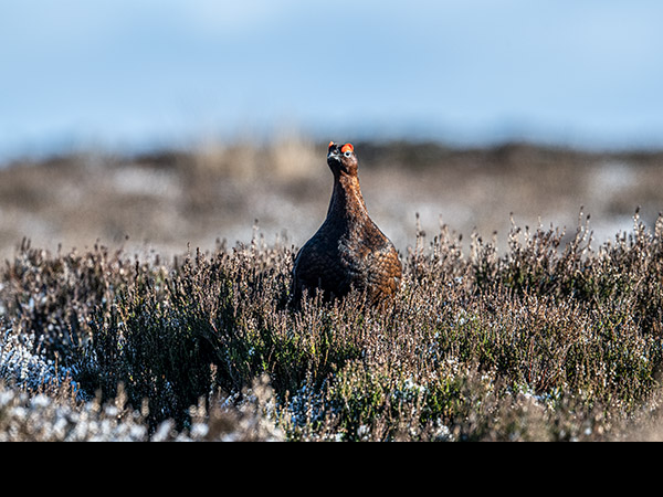 Lagopus lagopus, Red Grouse