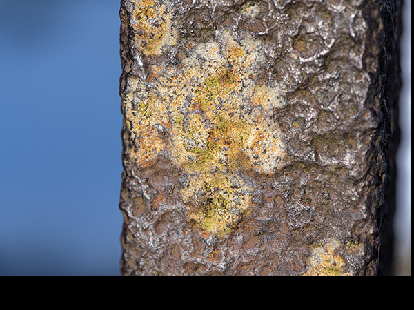Lecidea lithophila on cast iron