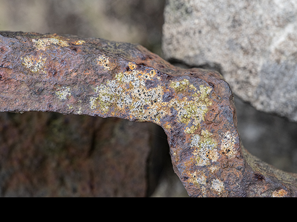Lecidea lithophila on cast iron