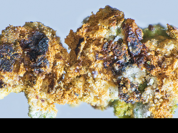 Lecidea lithophila, thallus with apothecia