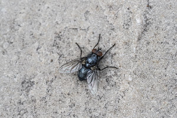 Lucilia spp., Blow Fly