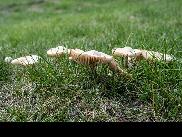 Marasmius oreades, Fairy Ring Champignon
