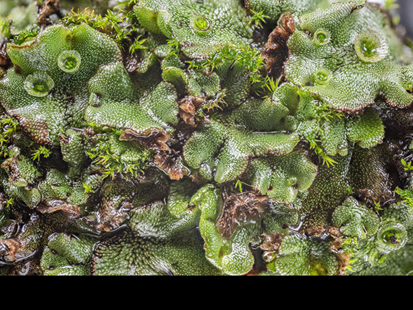 Marchantia thallus
