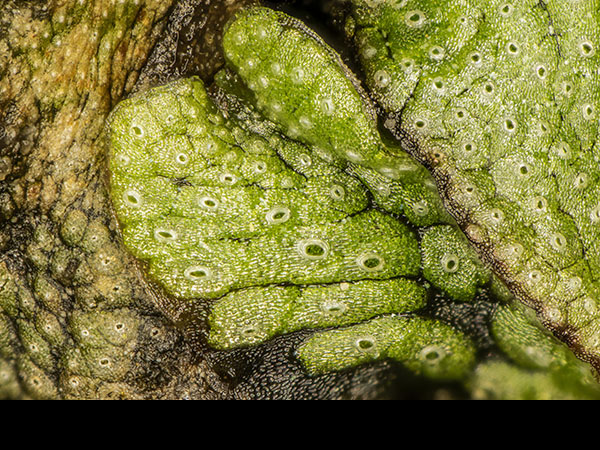 Marchantia thallus