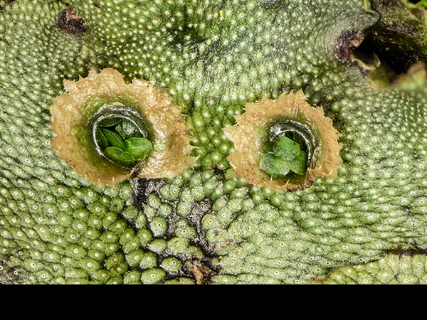 Marchantia thallus, cups and gemmae dorsal view