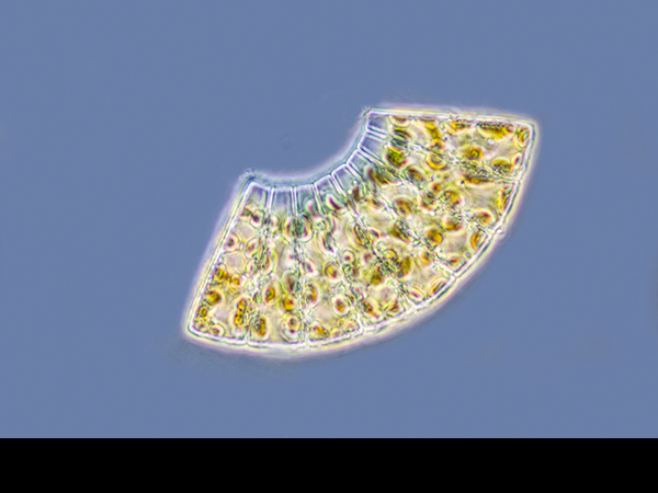 Meridion, Diatom