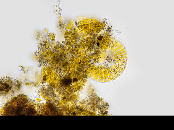 Meridion, Diatom