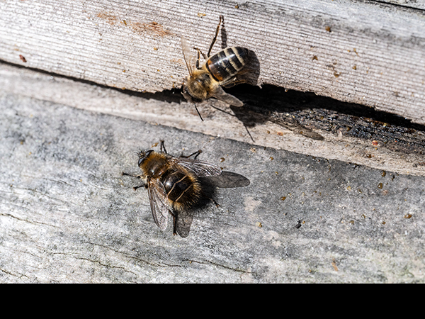Merodon equestris, Narcissus Bulb Fly with Honey Bee, Apis mellifera