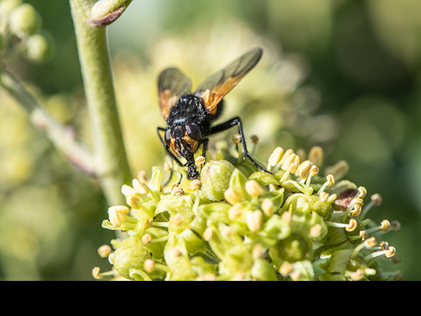 Mesembrina meridiana on ivy