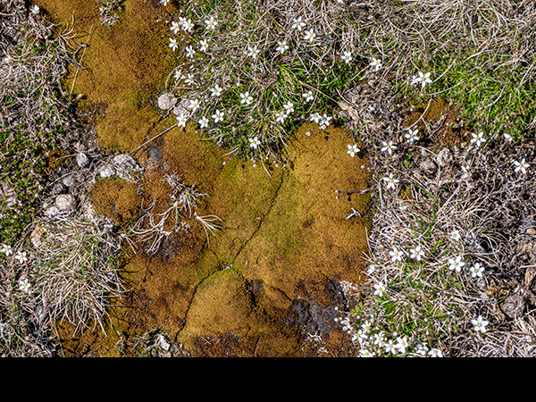 Minuartia verna with Bryum capillare