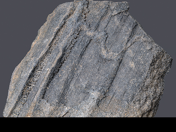 Plants stems in coal