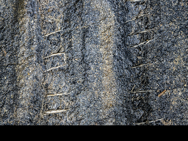 Plants stems in coal