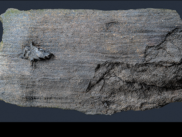 Plant bark in coal