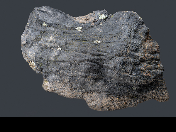 Plant bark in coal