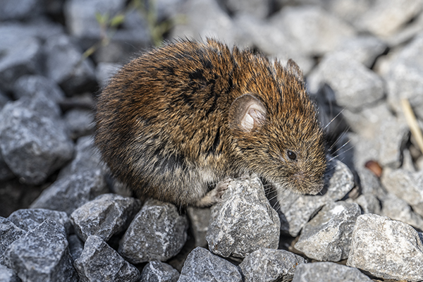 Myodes glareolus, Bank Vole