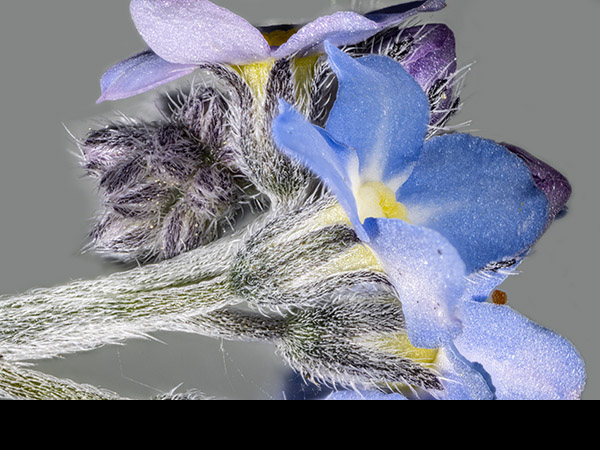 Myosotis sylvatica, Wood Forget-me-not