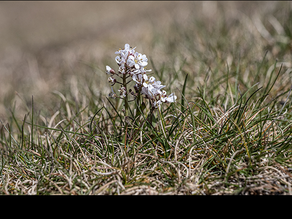 Noccaea caerulescens on Cobscar Rake