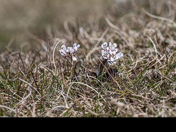 Noccaea caerulescens on Cobscar Rake