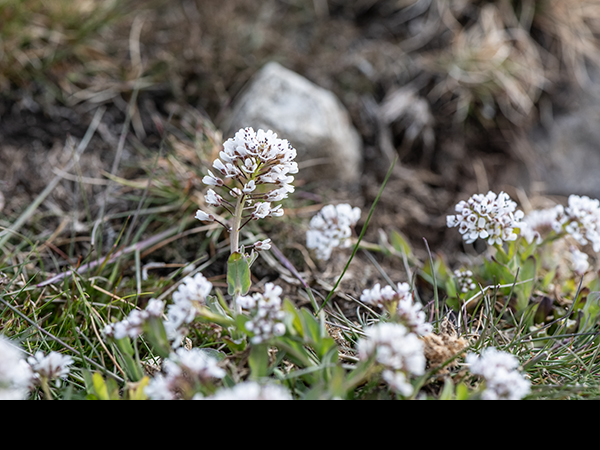 Noccaea caerulescens on Calamine House waste