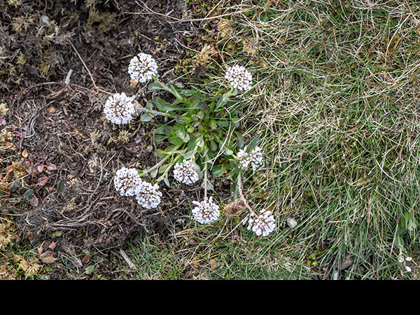 Noccaea caerulescens on Calamine House waste