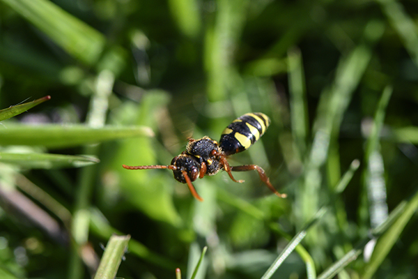 Nomada marshamella, Marsham's Nomad Bee