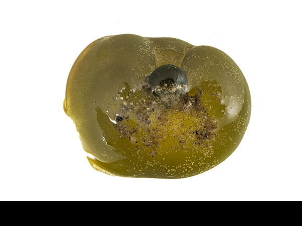 Nostoc, gelatinous balls
