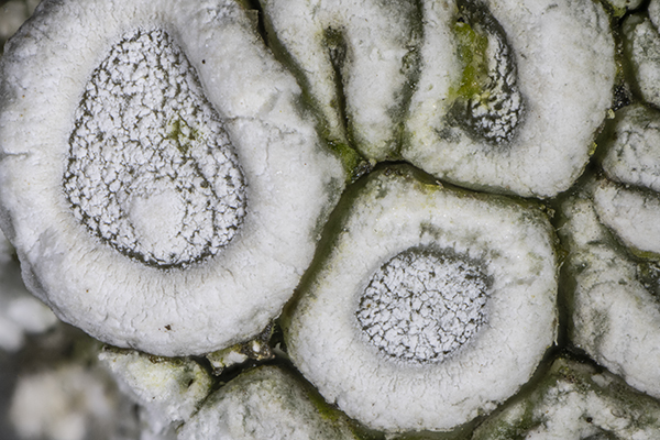 Ochrolechia parella