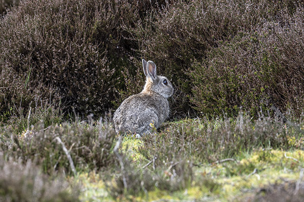 Oryctolagus cuniculus, Rabbit