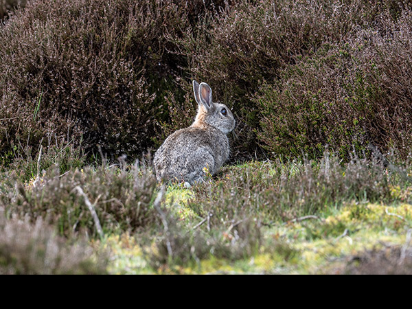 Oryctolagus cuniculus, Rabbit