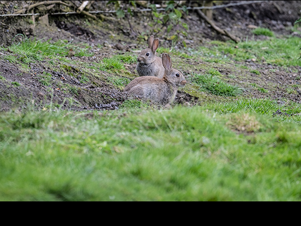 Oryctolagus cuniculus, Rabbit