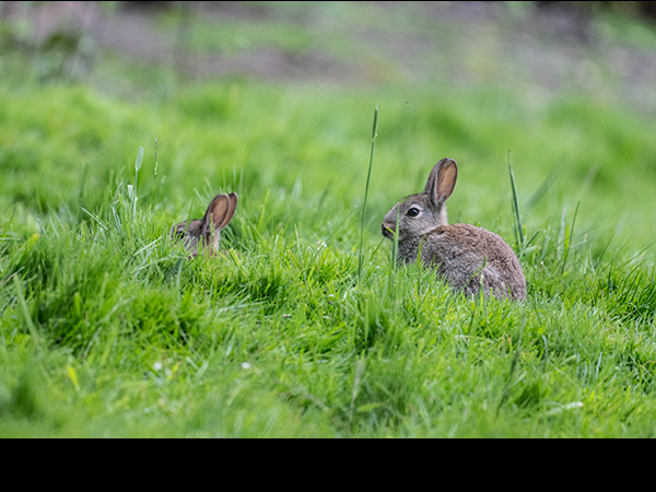 Oryctolagus cuniculus, Rabbit