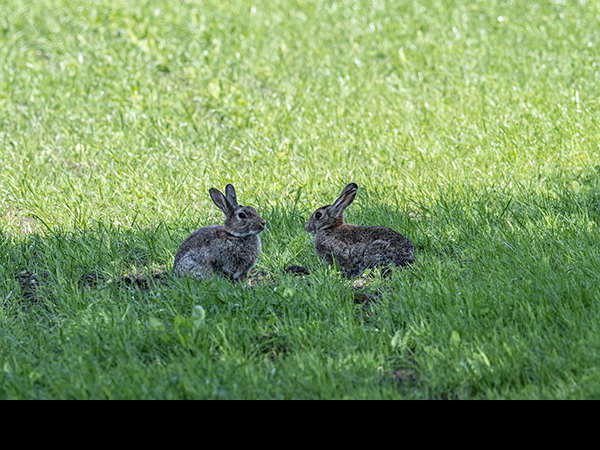 Oryctolagus cuniculus, Rabbit