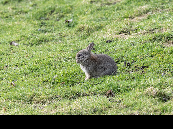 Oryctolagus cuniculus, Rabbit