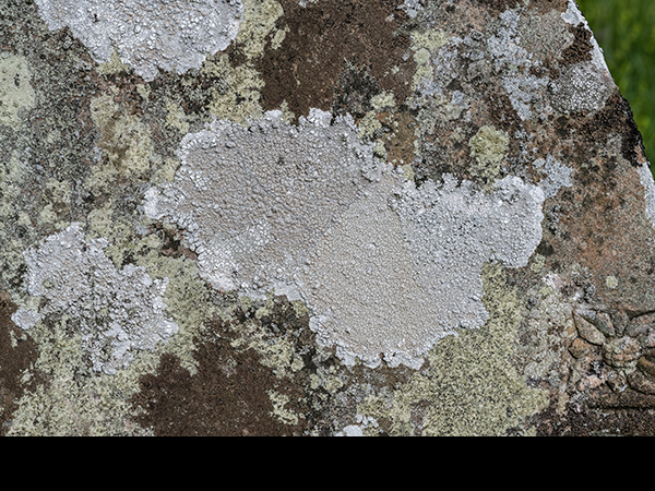 Pertusaria aspergilla