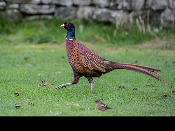 Phasianus colchicus, Pheasant
