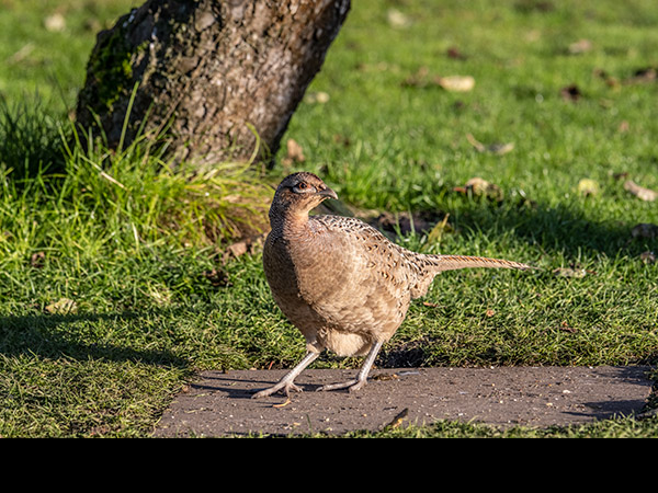 Phasianus colchicus, Pheasant