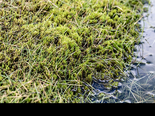 Philonotis fontana, Fountain Apple-moss