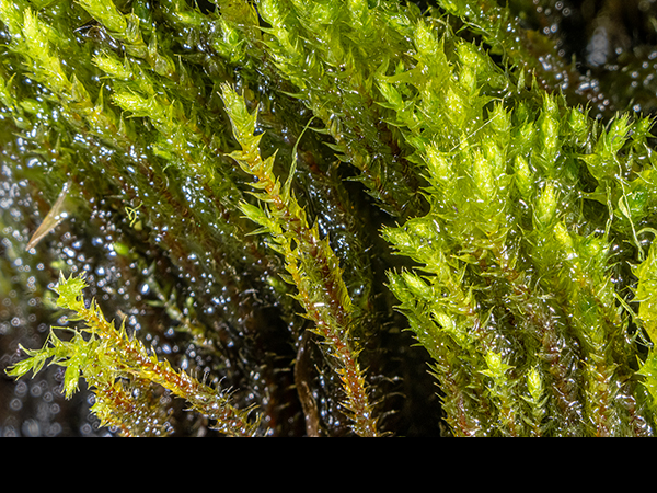 Philonotis fontana, Fountain Apple-moss