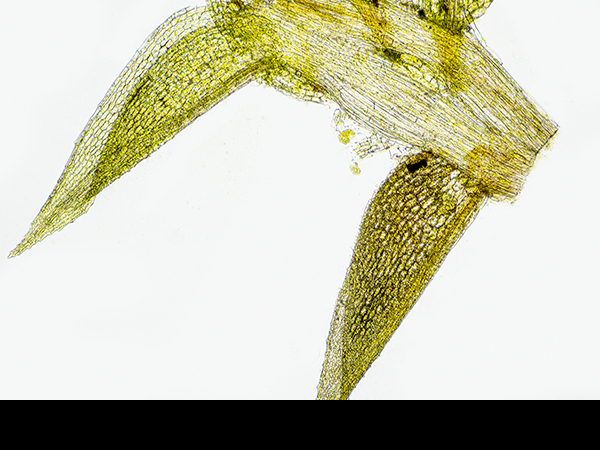 Philonotis fontana, Fountain Apple-moss
