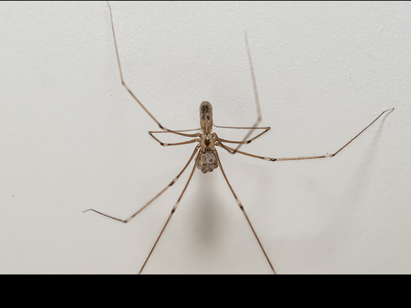 Pholcus phalangioides, Cellar Spider