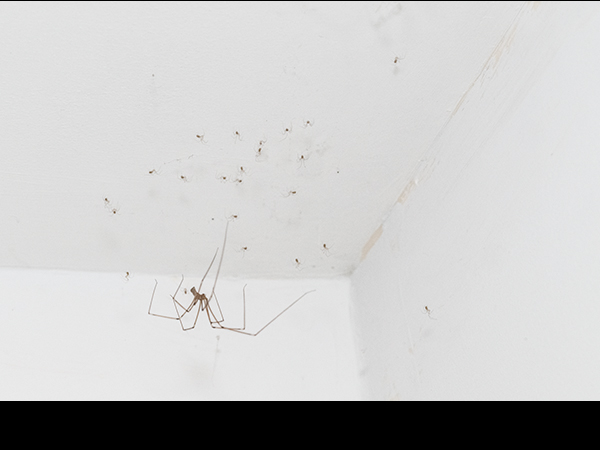 Pholcus phalangioides, Cellar Spider